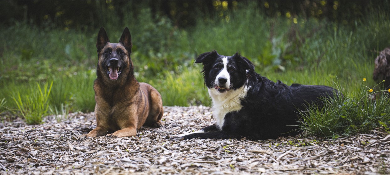 educateur canin
